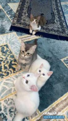 بيع قطط النوع شيرازي والاب برتش