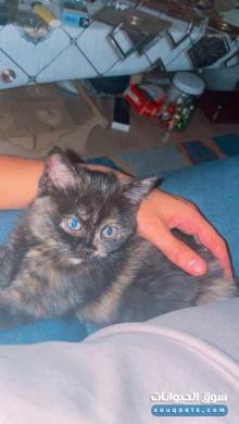 بيع قطط في دبي