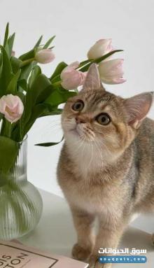 سكوتش سترييت ny25 انثى