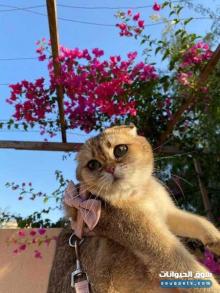 سكوتش فولد تربل بيور