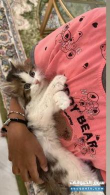 قط شيرازي اليف