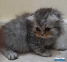 قطط سكوتش فولد وشانشيلا للبيع