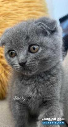 قطط سكوتش للبيع