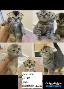 قطط سكوتش للبيع