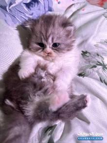 قطط شيرازي النوع فارسي