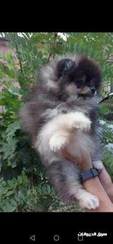 بوميرانين للبيع بو ميني لا يتجاوز 19 cm طوله