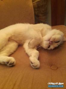 قطة سكوتنش ns11 بريطانية أصيلة الأم والأب