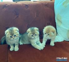 3 صغار سكوتش فولد NY12