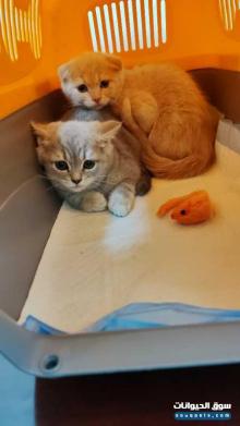 قطط سكوتش فولد للبيع في العين