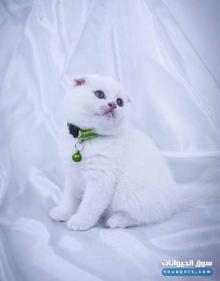 قطط سكوتش فولد للتبني برسوم