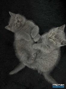 British and Scottish short hair for sale