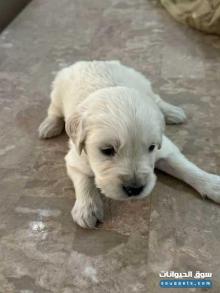 Golden Retriever puppies for Sale