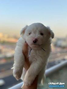 Maltese puppies