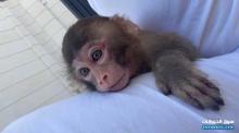 مكاك للبيع Macaques Monkey for sale