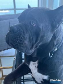 Cane corso italian mastef