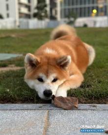 For Sale Beautiful Japanese Akita 1Years and half Old