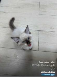 سيامي ذكر العمر 3 شهور