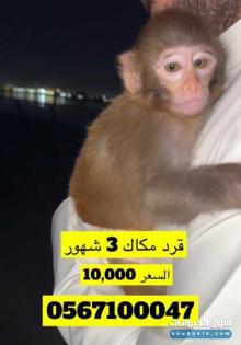 قرد مكاك 3 شهور