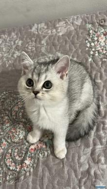 قطط شيرازي سكوتش للبيع