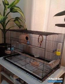 For saleA family of 4 budgeris