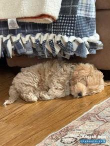 Maltipo puppies and Yorkshair Puppies