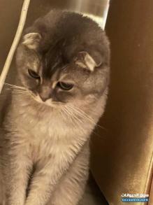 Scottish Fold Male
