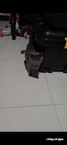 Young Scottish fold 4 month