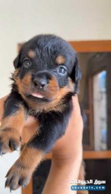 بيع كلاب روت ويلير