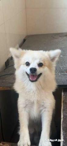 بيع كلب بومرينين