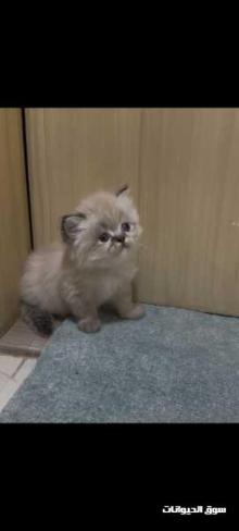 قطط راغدول بيور عمر 45 يوم