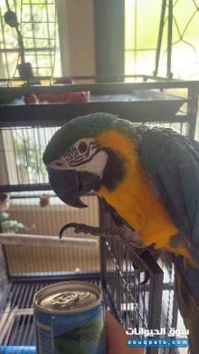 ماكاو اليف للبيع