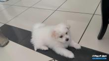 Mini Maltese for sale 45 days