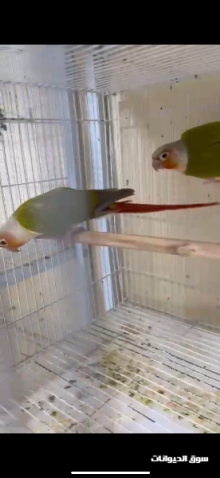 بيع صن كنيور صن جاك