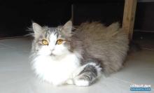 قطة انثي شيرازي Female Persian Shrazi cat