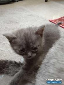 قطط للتبنى برسوم سكوتش وبريتش