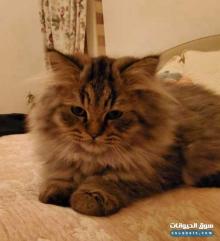 قطه للبيع صغيره