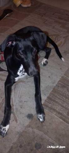 كلب سهوكي نتايه