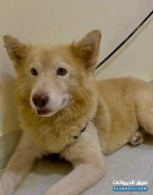 كلب هاسكي للبيع