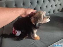 كلب يورك شاير بيور انثى York shaier