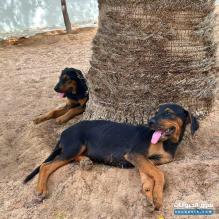 كلبين ذكر و انثي ميكس بيور الأب روت و الام دوبرمان