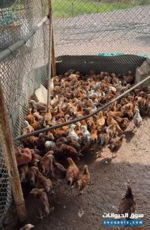 للبيع دجاج فرنسي ومحلي