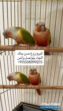 للبيع زوج باينبل كنيور