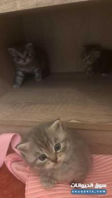 4 قطط British Shorthair أصليين للبيع عمر شهر فقط