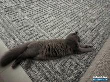 Maincoon cat for sale