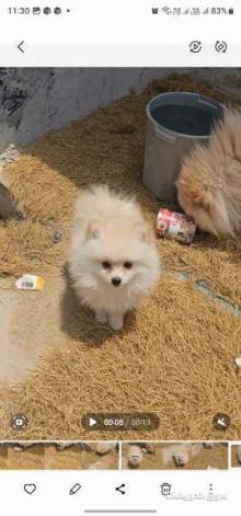 Pomeranian dogs 2 months old