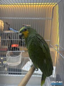 بابغاء امازون العمر 8 اشهر