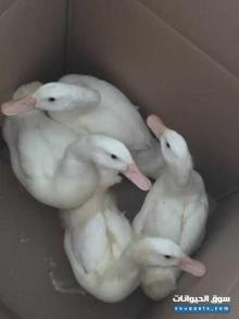 بط للبيع 6 بعمر شهر و 2 بعمر 9 شهور والبطه الانثى تبيض كل يوم بيضة