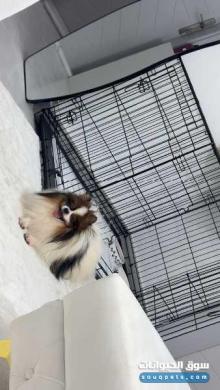 بوميريان للببيع