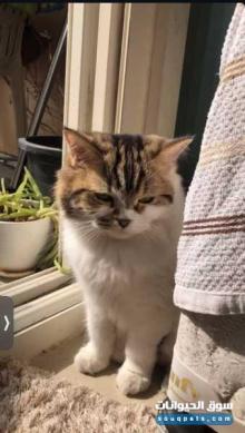 بيع قطه شيرازي مون فيس