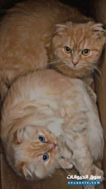 زوجان قطط سكوتش ذكر وأنثى عيون خضراء وزرقاء مع جوازاتهم